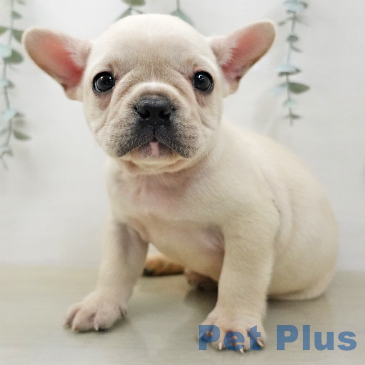フレンチ・ブルドッグの写真2