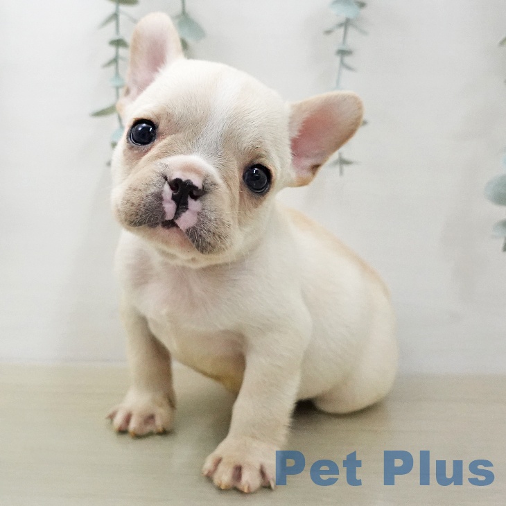 フレンチ・ブルドッグ