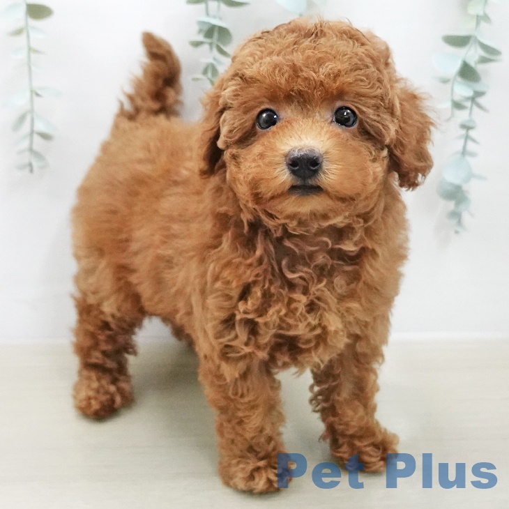 トイ・プードル