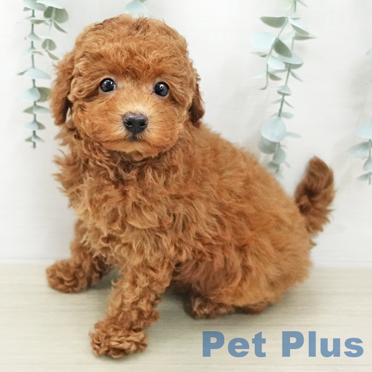 トイ・プードル