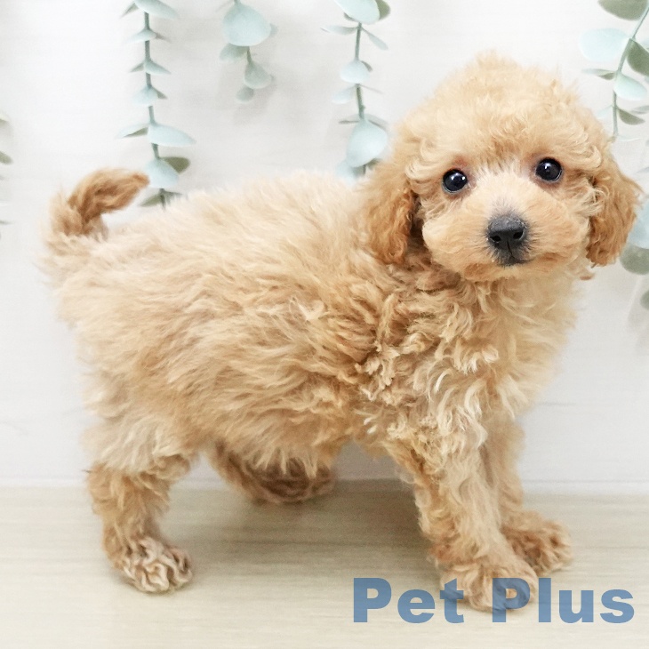 トイ・プードルの写真2
