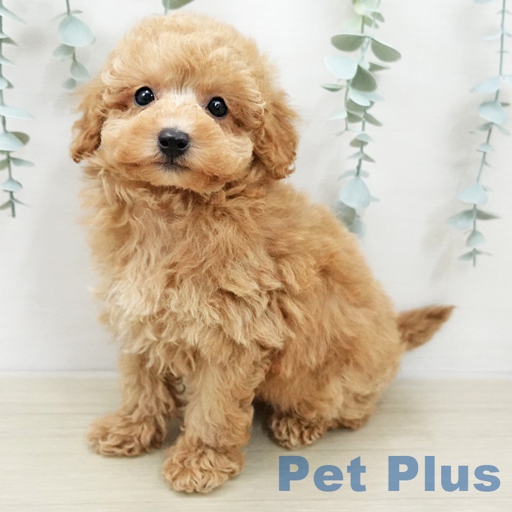 トイ・プードル