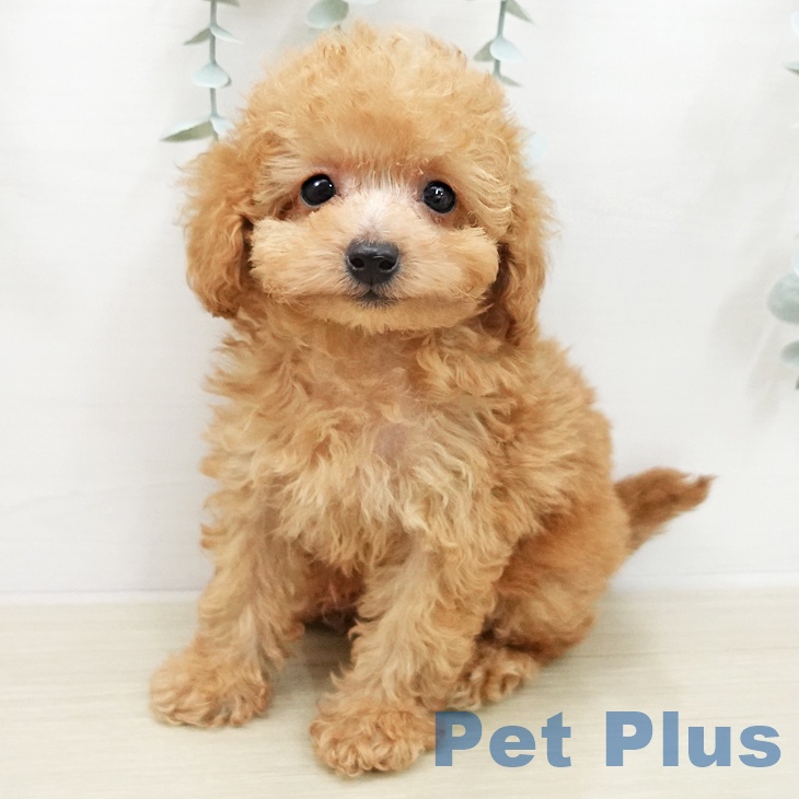 トイ・プードル