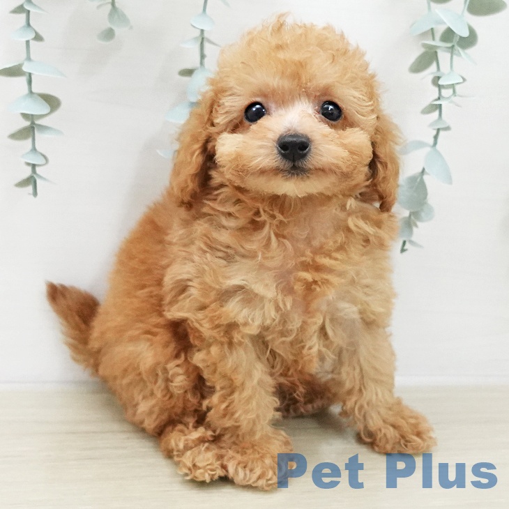 トイ・プードルの写真2