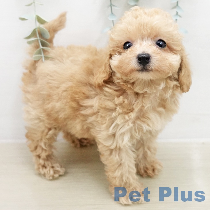 トイ・プードル