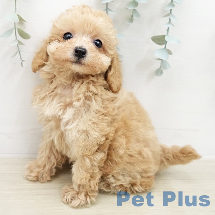 トイ・プードルの写真2