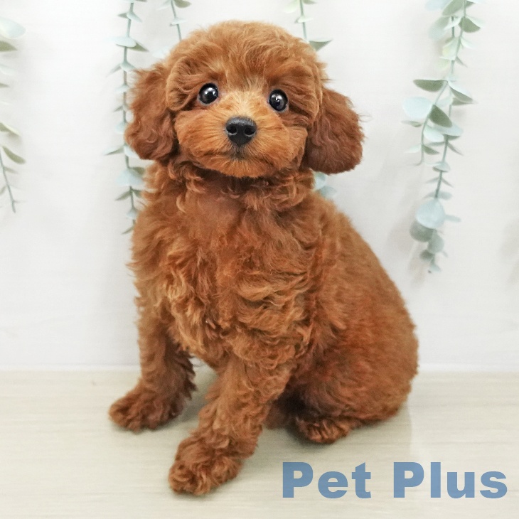 トイ・プードル