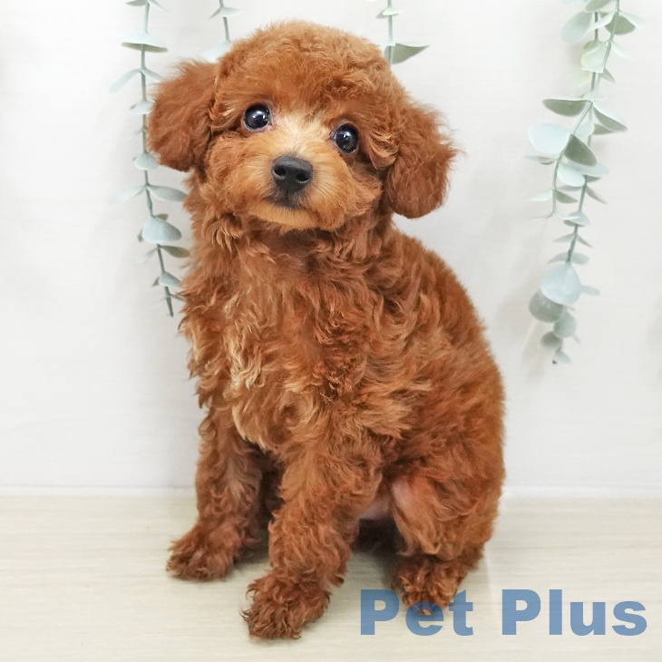 トイ・プードル