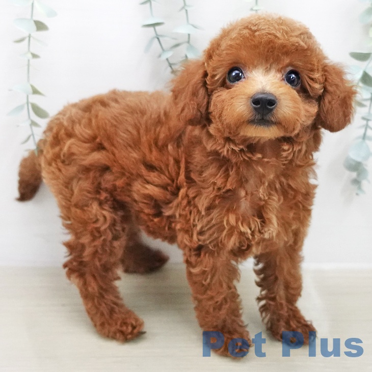 トイ・プードル