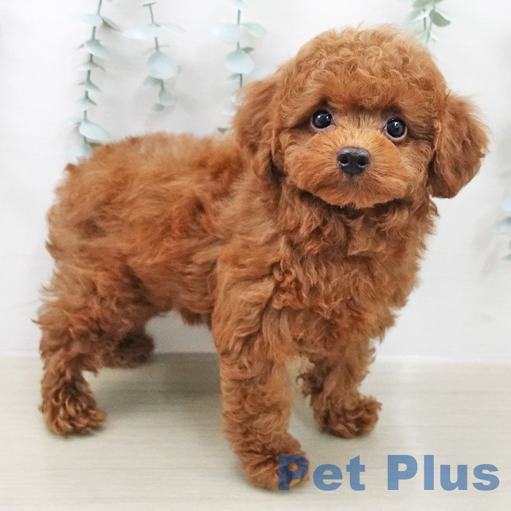 トイ・プードルの写真2