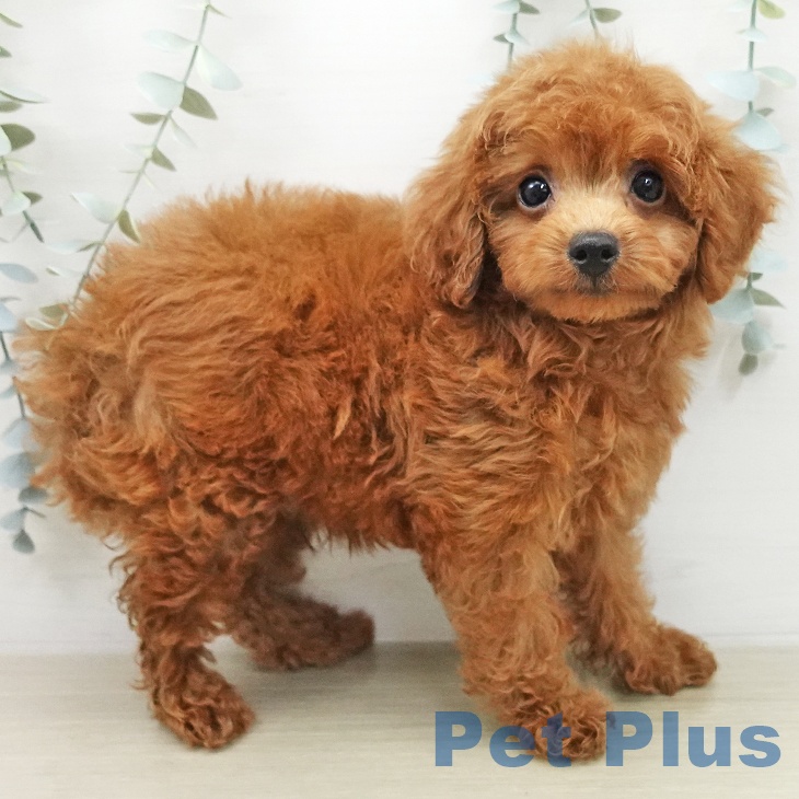 トイ・プードル