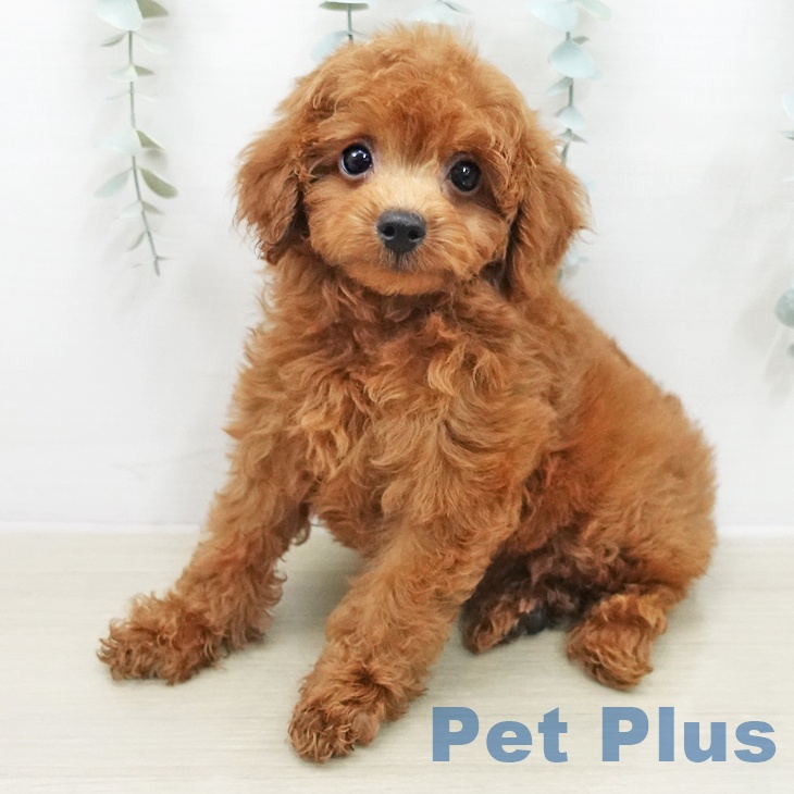 トイ・プードルの写真2