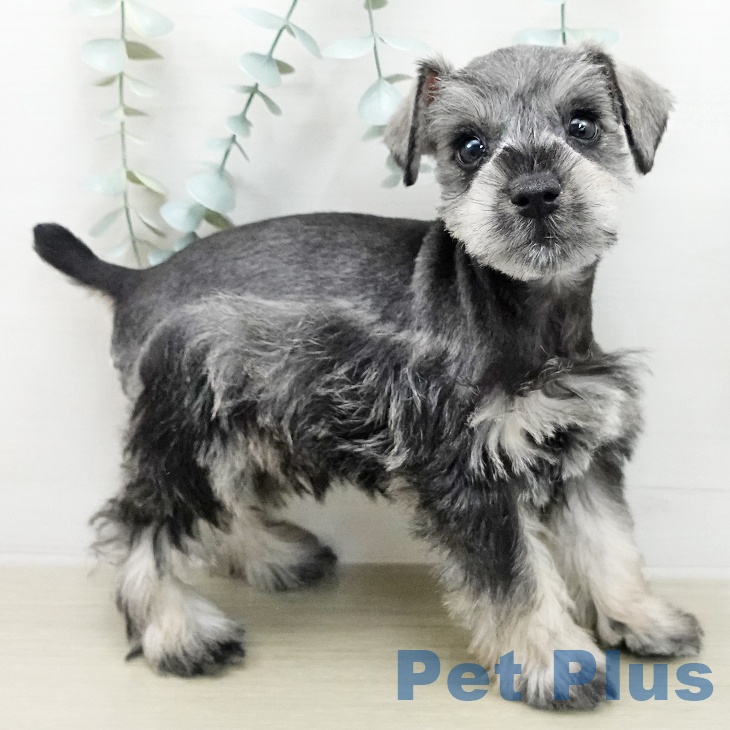 ミニチュア・シュナウザー