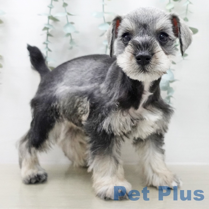 ミニチュア・シュナウザーの写真2