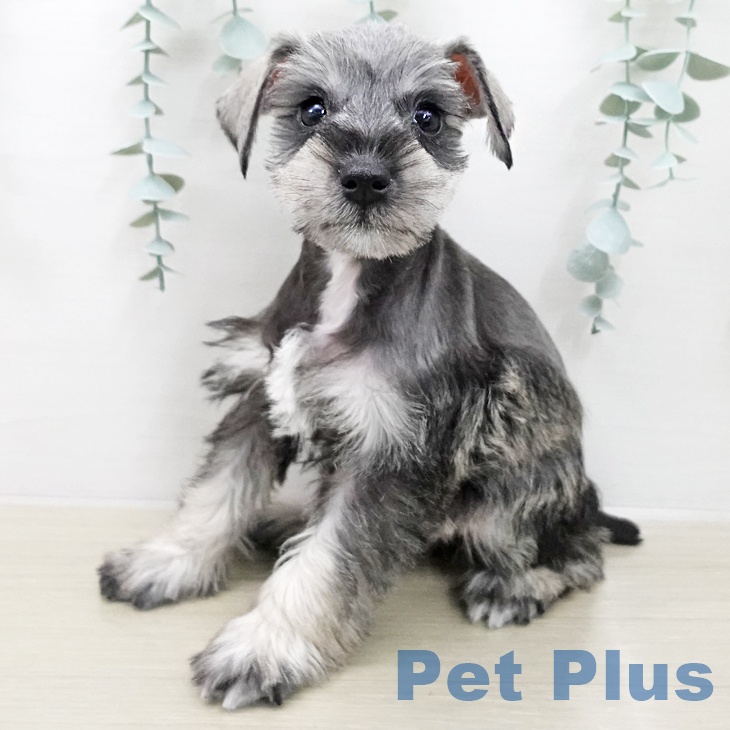 ミニチュア・シュナウザーの写真2