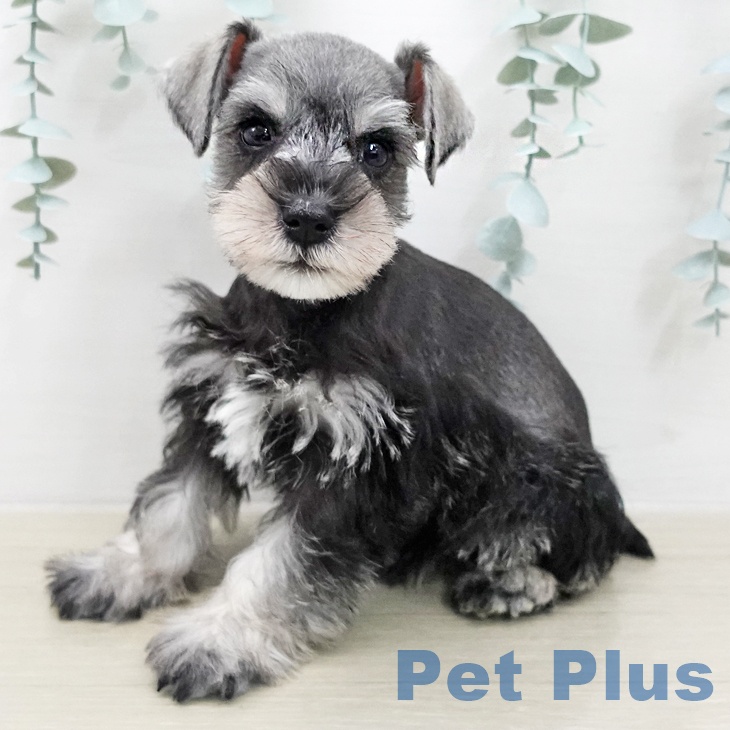 ミニチュア・シュナウザーの写真2