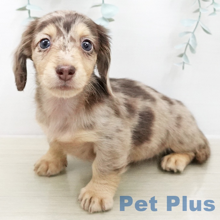 ミニチュア・ダックスフンド