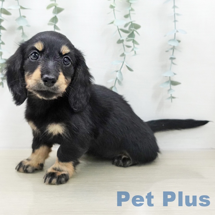 ミニチュア・ダックスフンド