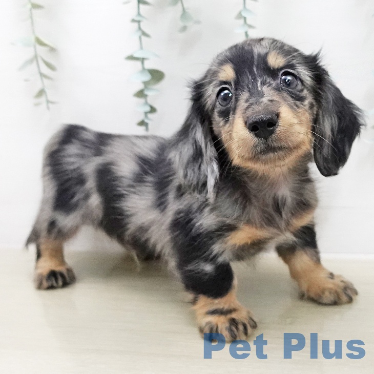 ミニチュア・ダックスフンド