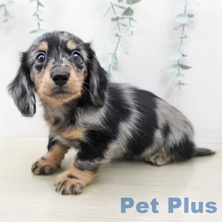 ミニチュア・ダックスフンドの写真2