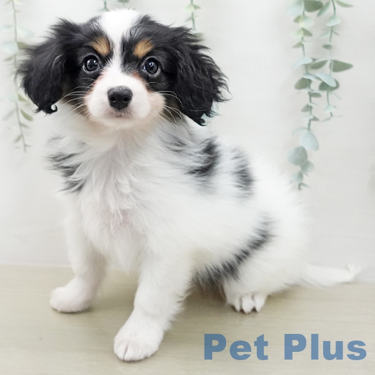 パピヨンの写真2