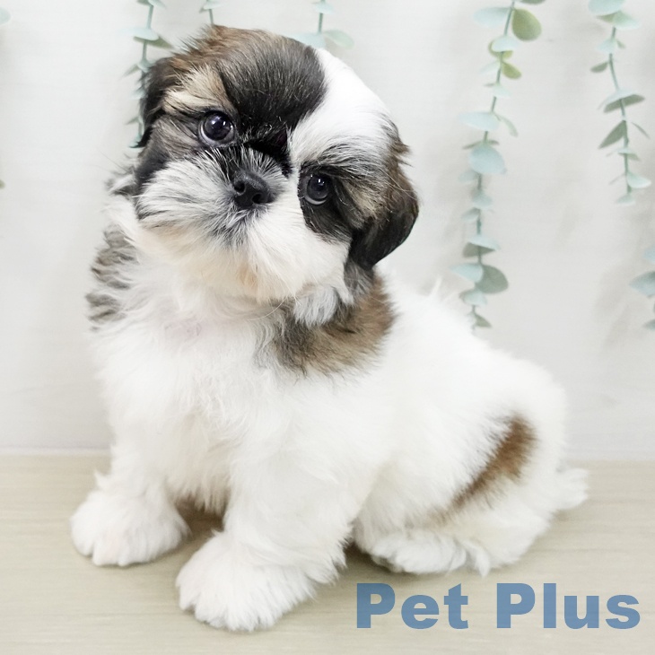 シー・ズーの写真2