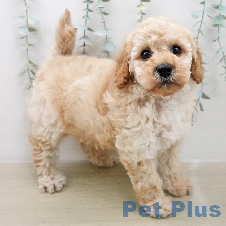 トイ・プードル