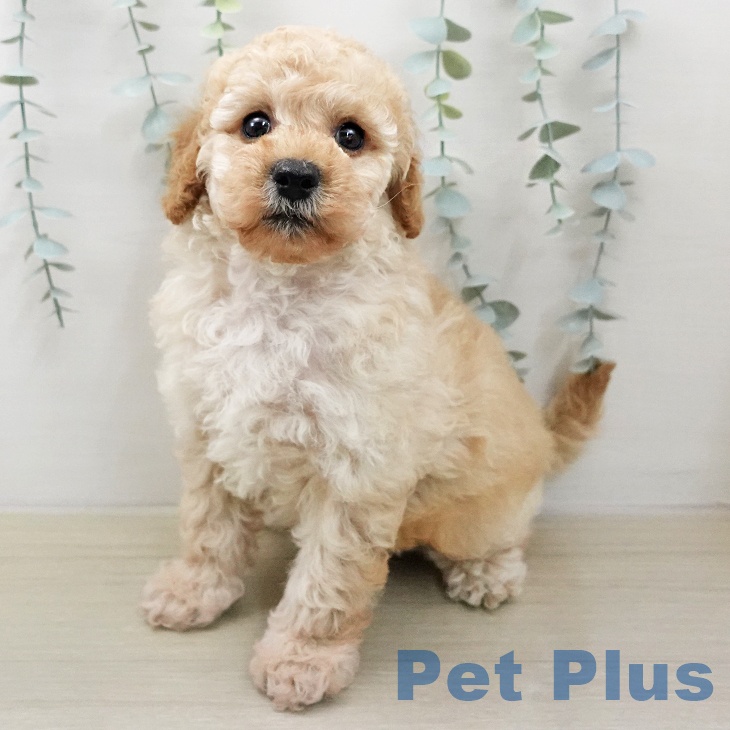 トイ・プードルの写真2