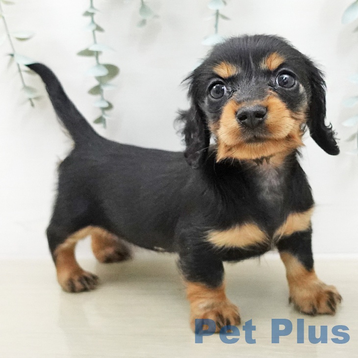 カニーンヘン・ダックスフンド