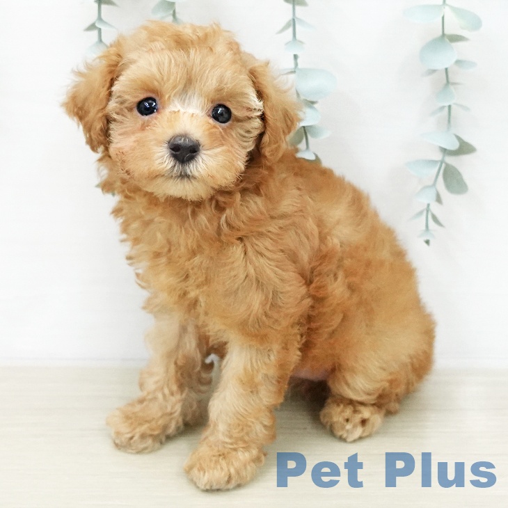 トイ・プードル