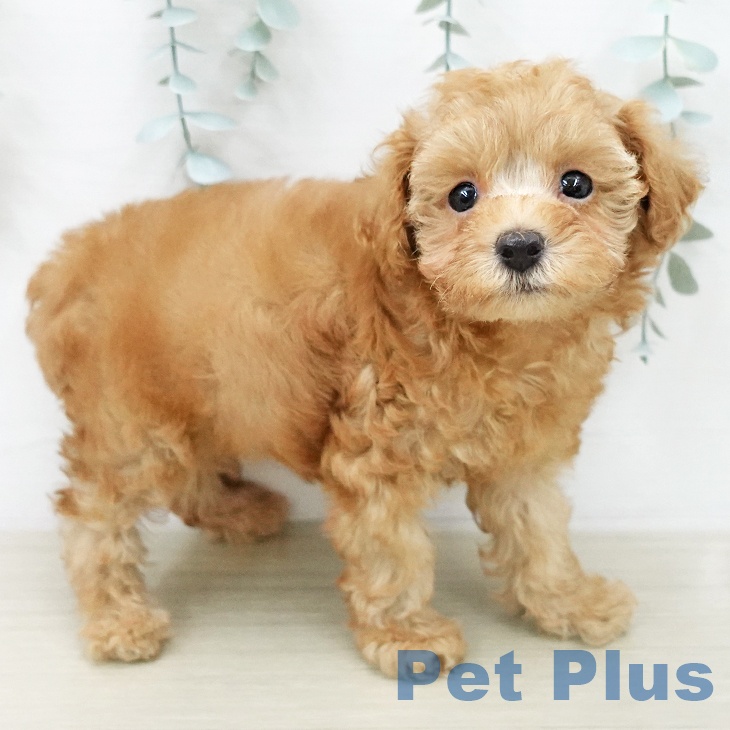 トイ・プードルの写真2