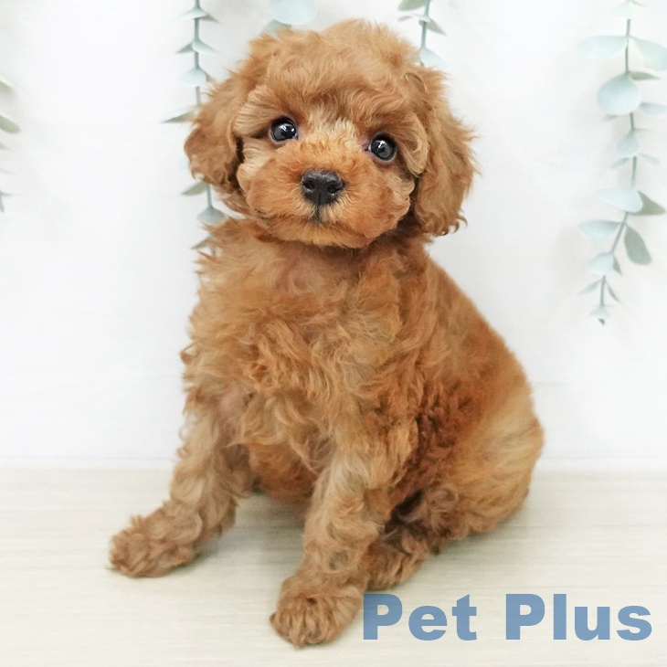 トイ・プードル