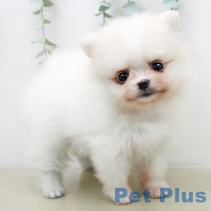 ポメラニアンの写真2