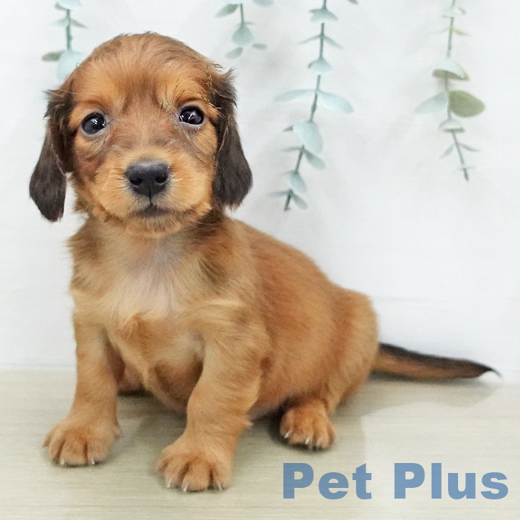 ミニチュア・ダックスフンド