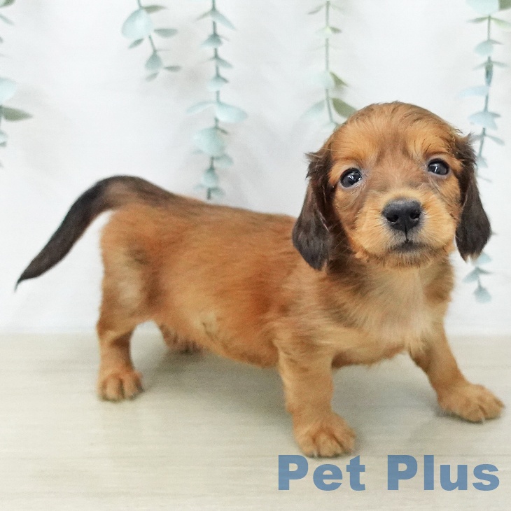 ミニチュア・ダックスフンド