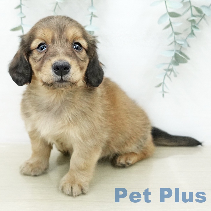 ミニチュア・ダックスフンド