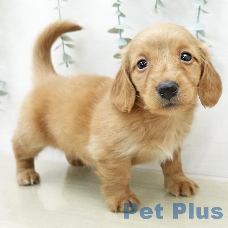 ミニチュア・ダックスフンド