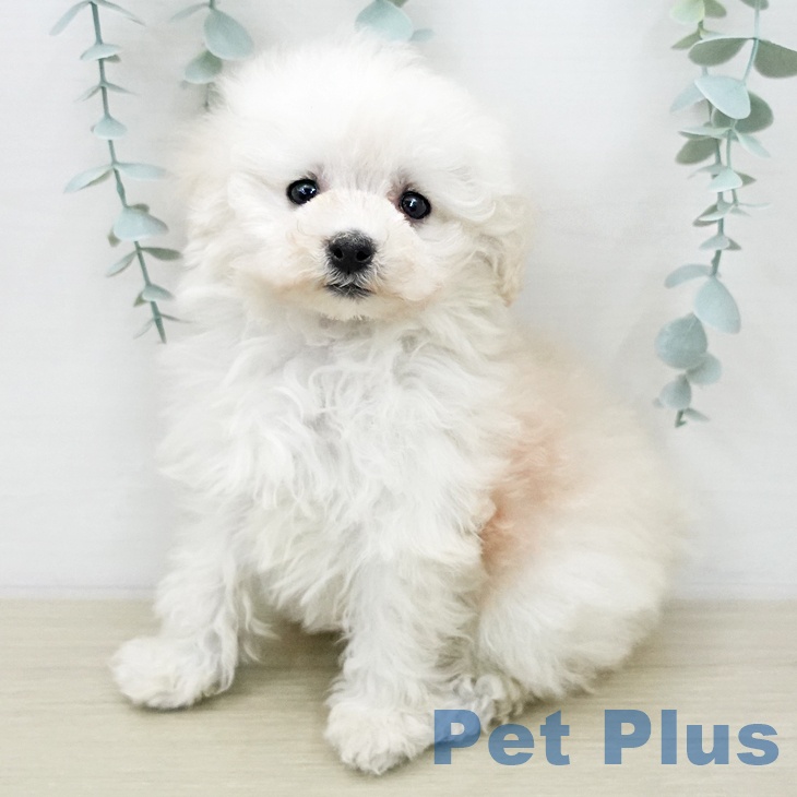 トイ・プードル