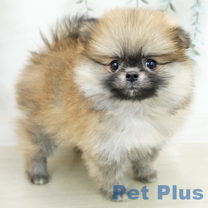 ポメラニアンの写真2