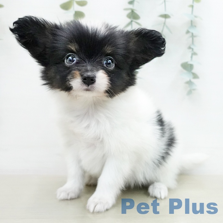 パピヨンの写真2