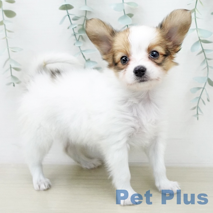 パピヨンの写真2