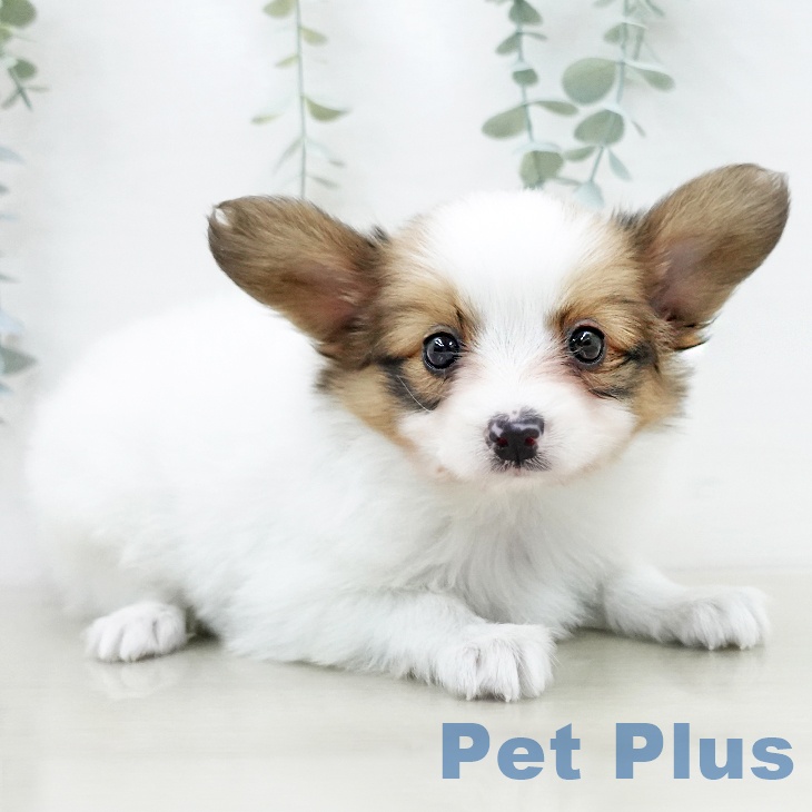 パピヨンの写真2