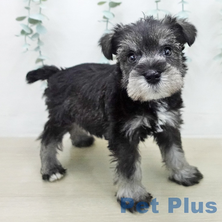 ミニチュア・シュナウザー