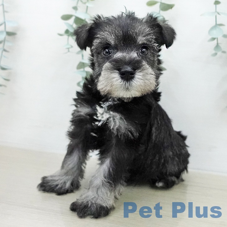 ミニチュア・シュナウザー