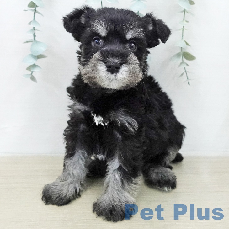 ミニチュア・シュナウザー