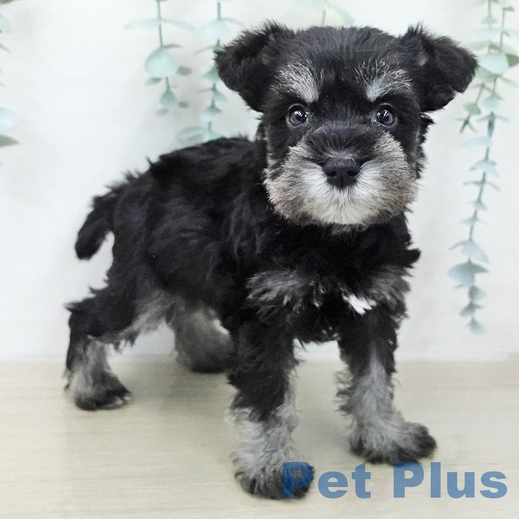 ミニチュア・シュナウザー