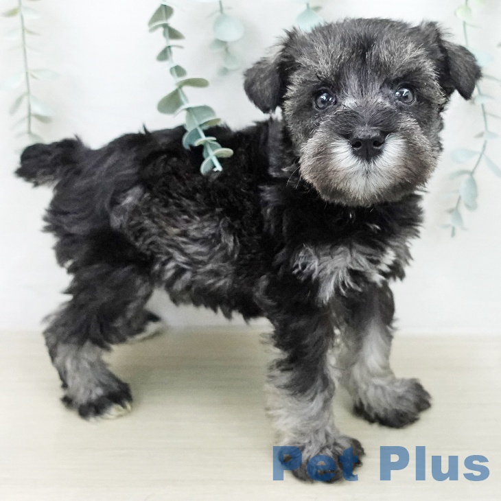 ミニチュア・シュナウザー