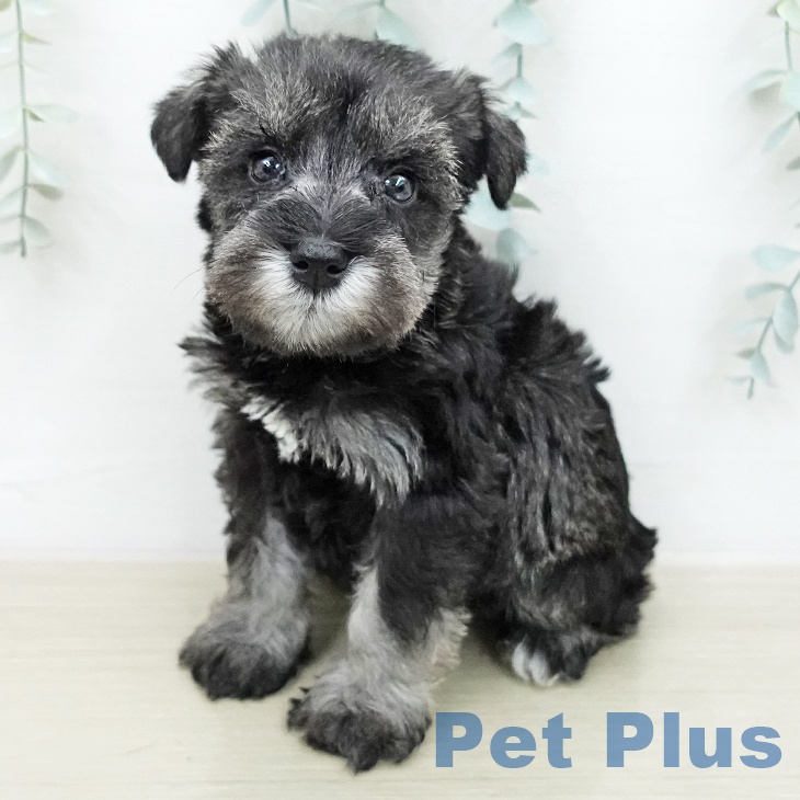 ミニチュア・シュナウザーの写真2