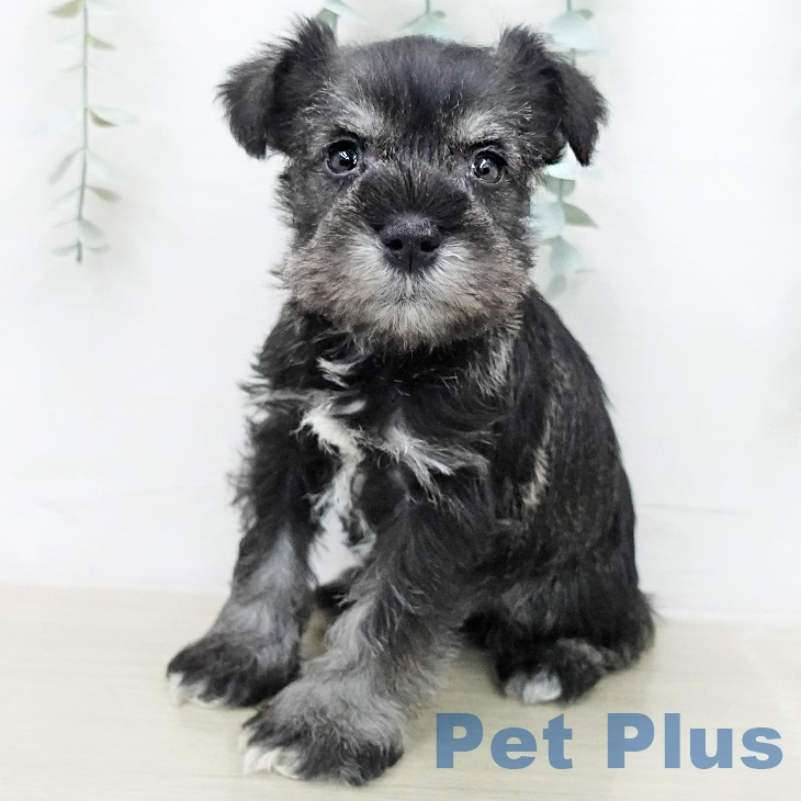 ミニチュア・シュナウザー