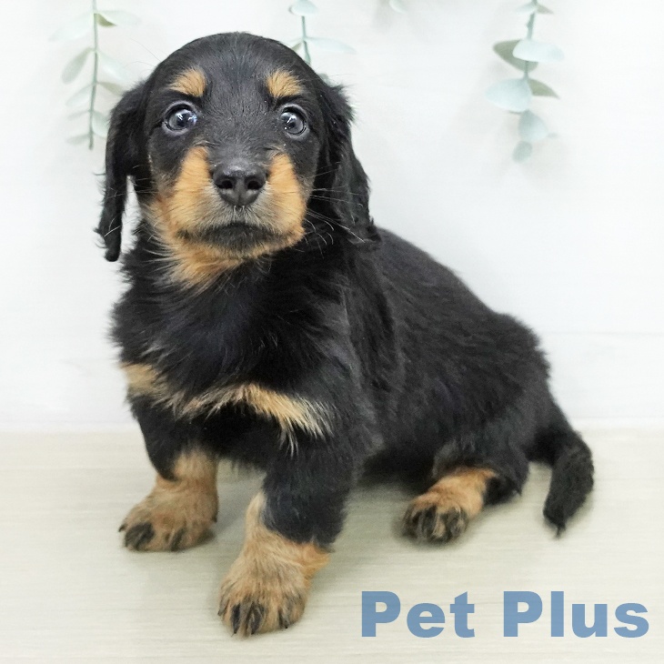 ミニチュア・ダックスフンド